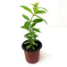 Lemon Verbena ( 2 STARTER PLANTS)  Lemon Beebrush- GREAT IN CONTAINERS ! - Caribbean garden seed