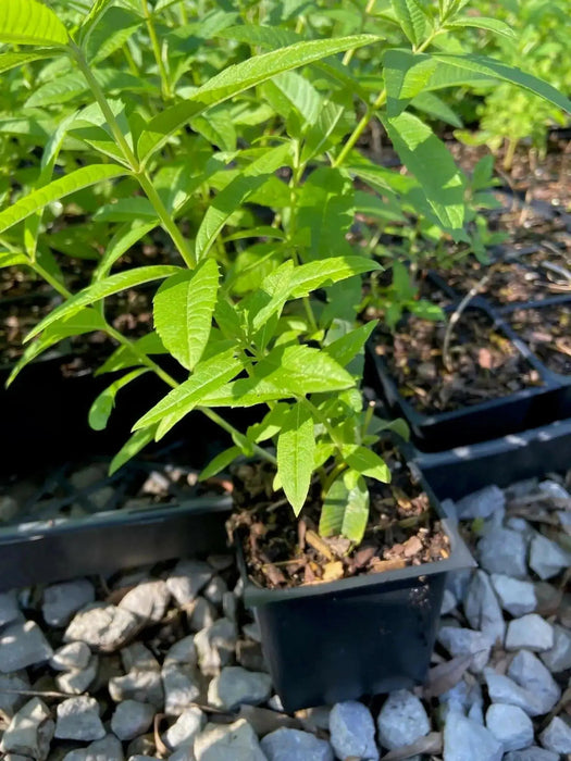 Lemon Verbena ( 2 STARTER PLANTS)  Lemon Beebrush- GREAT IN CONTAINERS ! - Caribbean garden seed