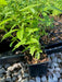 Lemon Verbena ( 2 STARTER PLANTS)  Lemon Beebrush- GREAT IN CONTAINERS ! - Caribbean garden seed