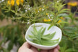 Lemon Verbena ( 2 STARTER PLANTS)  Lemon Beebrush- GREAT IN CONTAINERS ! - Caribbean garden seed