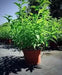 Lemon Verbena ( 2 STARTER PLANTS)  Lemon Beebrush- GREAT IN CONTAINERS ! - Caribbean garden seed