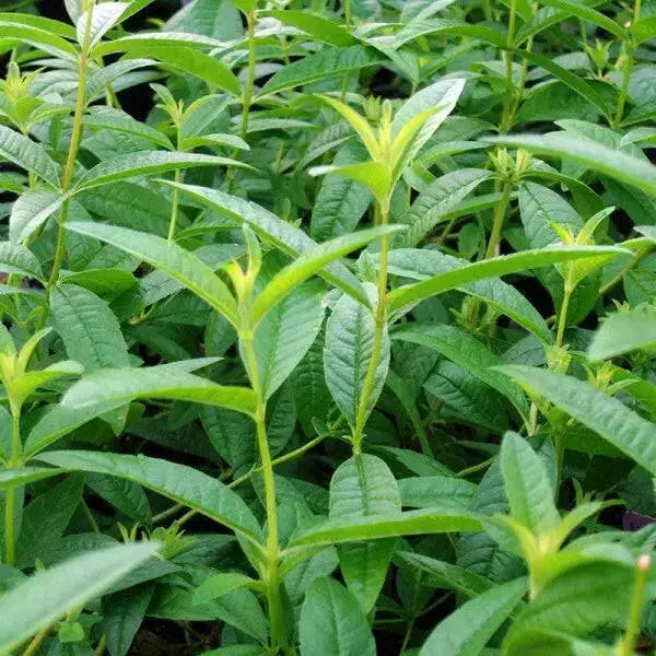Lemon Verbena ( 2 STARTER PLANTS)  Lemon Beebrush- GREAT IN CONTAINERS ! - Caribbean garden seed