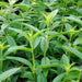 Lemon Verbena ( 2 STARTER PLANTS)  Lemon Beebrush- GREAT IN CONTAINERS ! - Caribbean garden seed