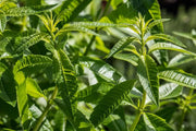 Lemon Verbena ( 2 STARTER PLANTS)  Lemon Beebrush- GREAT IN CONTAINERS ! - Caribbean garden seed