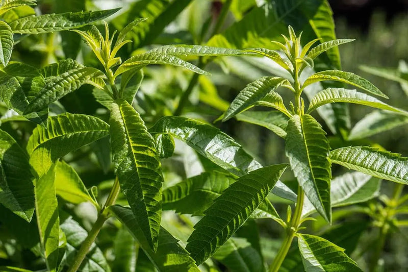 Lemon Verbena ( 2 STARTER PLANTS)  Lemon Beebrush- GREAT IN CONTAINERS ! - Caribbean garden seed