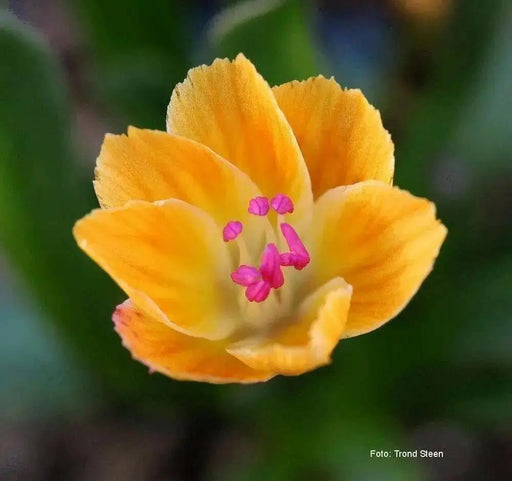 Lewisia longipetala 'Little Mango' (Little Mango Bitterroot) Flowers Seeds, Great In Container, Perennial. - Caribbean garden seed
