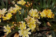 Lewisia longipetala 'Little Mango' (Little Mango Bitterroot) Flowers Seeds, Great In Container, Perennial. - Caribbean garden seed