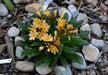 Lewisia longipetala 'Little Mango' (Little Mango Bitterroot) Flowers Seeds, Great In Container, Perennial. - Caribbean garden seed