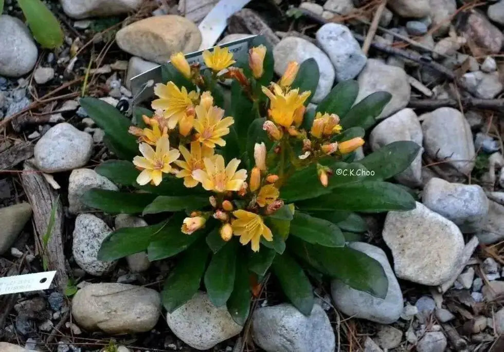 Lewisia longipetala 'Little Mango' (Little Mango Bitterroot) Flowers Seeds, Great In Container, Perennial. - Caribbean garden seed