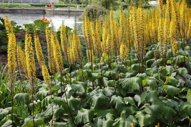 Ligularia The Rocket (  Bareroot plant ) Parennial Shrub - Caribbean garden seed