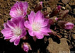 lewisia rediviva (rose, to deep pink  Flowers Seeds,) Perennial. - Caribbean garden seed