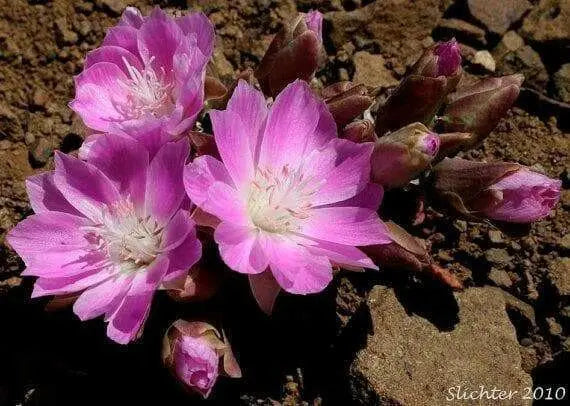 lewisia rediviva (rose, to deep pink  Flowers Seeds,) Perennial. - Caribbean garden seed