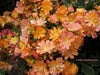 Lewisia cotyledon ‘Sunset Strain’Flowers Seeds, (Yellow ),Great In Container, Perennial. - Caribbean garden seed