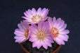 lewisia rediviva (rose, to deep pink  Flowers Seeds,) Perennial. - Caribbean garden seed