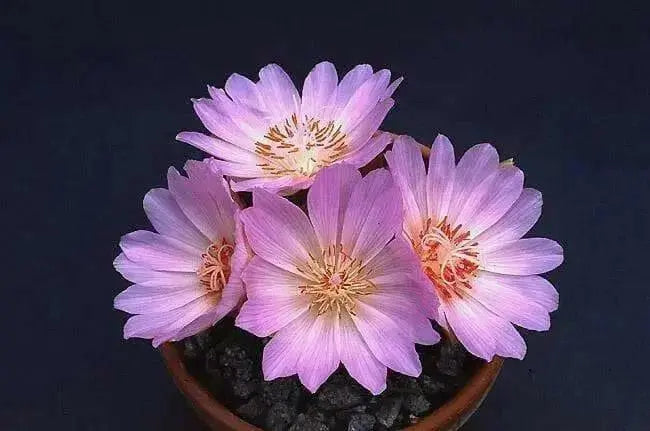 lewisia rediviva (rose, to deep pink  Flowers Seeds,) Perennial. - Caribbean garden seed