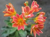 Lewisia cotyledon ‘Sunset Strain’Flowers Seeds, (Yellow ),Great In Container, Perennial. - Caribbean garden seed