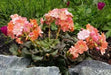 Lewisia cotyledon ‘Sunset Strain’Flowers Seeds, (Yellow ),Great In Container, Perennial. - Caribbean garden seed