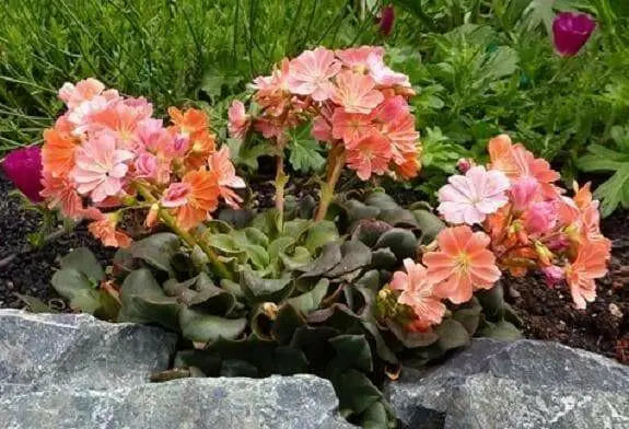 Lewisia cotyledon ‘Sunset Strain’Flowers Seeds, (Yellow ),Great In Container, Perennial. - Caribbean garden seed