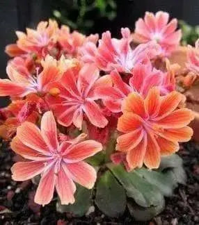 Lewisia cotyledon ‘Sunset Strain’Flowers Seeds, (Yellow ),Great In Container, Perennial. - Caribbean garden seed