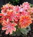 Lewisia cotyledon ‘Sunset Strain’Flowers Seeds, (Yellow ),Great In Container, Perennial. - Caribbean garden seed