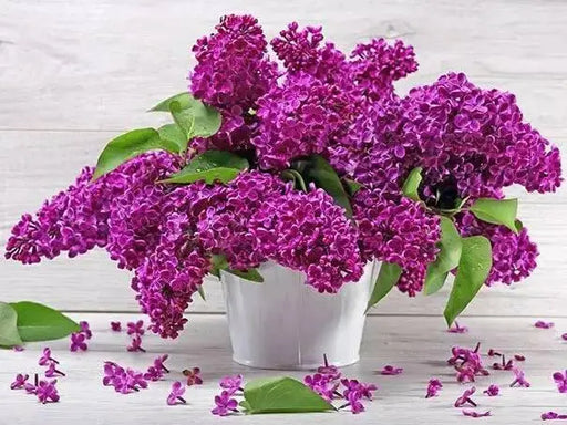 Lilac PLANT, MONGE  (4' POT) perennial SHRUB - Caribbean garden seed
