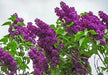Lilac PLANT, MONGE  (4' POT) perennial SHRUB - Caribbean garden seed
