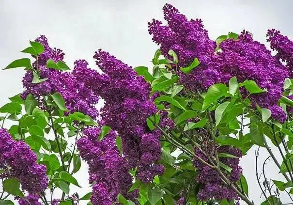 Lilac PLANT, MONGE  (4' POT) perennial SHRUB - Caribbean garden seed