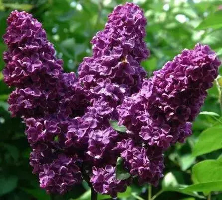 Lilac PLANT, MONGE  (4' POT) perennial SHRUB - Caribbean garden seed