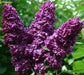 Lilac PLANT, MONGE  (4' POT) perennial SHRUB - Caribbean garden seed