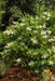 Ligustrum japonicum ,JAPANESE PRIVET tree seed - Caribbean garden seed
