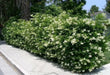 Ligustrum japonicum ,JAPANESE PRIVET tree seed - Caribbean garden seed
