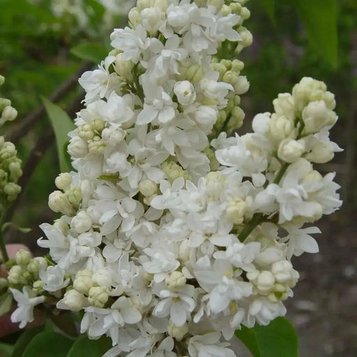 Lilac, ‘Fiala Remembrance ( 4' POT) perennial SHRUB - Caribbean garden seed