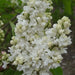Lilac, ‘Fiala Remembrance ( 4' POT) perennial SHRUB - Caribbean garden seed