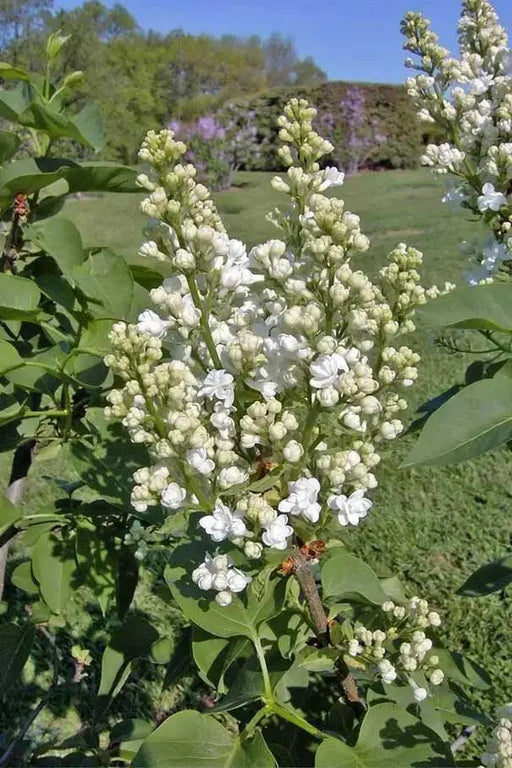 Lilac, ‘Fiala Remembrance ( 4' POT) perennial SHRUB - Caribbean garden seed