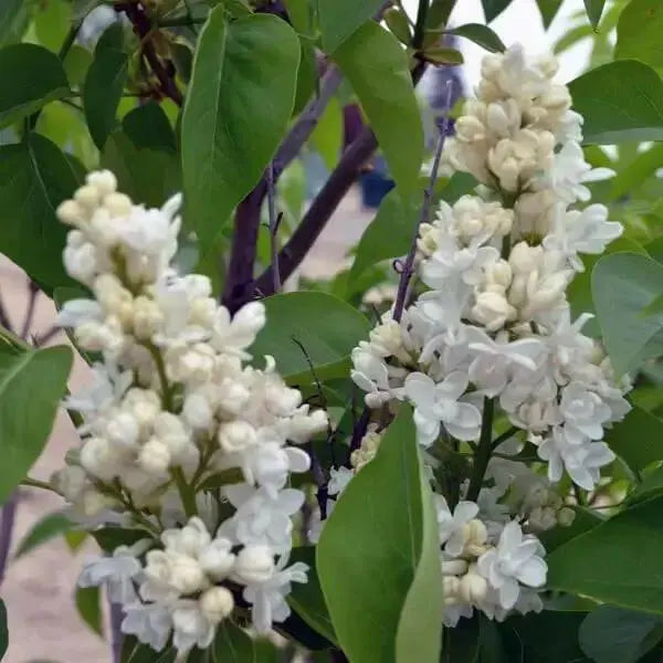 Lilac, ‘Fiala Remembrance ( 4' POT) perennial SHRUB - Caribbean garden seed