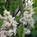 Lilac, ‘Fiala Remembrance ( 4' POT) perennial SHRUB - Caribbean garden seed