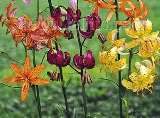 Lilium martagon 'Painted Ladies' - FLOWERS seed,(mixture) - Caribbean garden seed