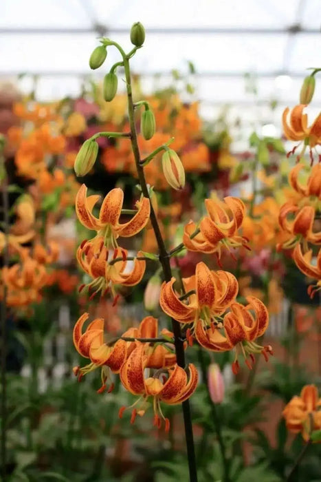 Lilium martagon 'Painted Ladies' - FLOWERS seed,(mixture) - Caribbean garden seed