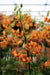 Lilium martagon 'Painted Ladies' - FLOWERS seed,(mixture) - Caribbean garden seed