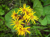 Ligularia  Fischers Ragwort,Gom Chwi. Asian Vegetable SEEDS - Caribbean garden seed