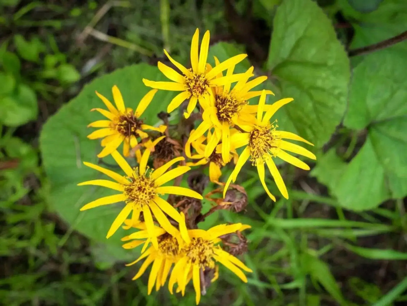 Ligularia
