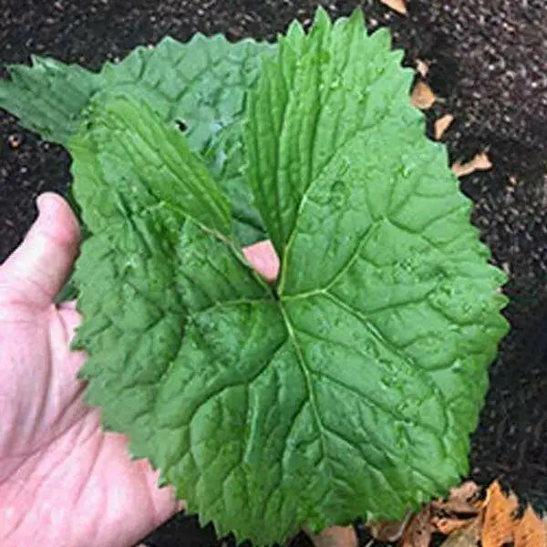 Ligularia  Fischers Ragwort,Gom Chwi. Asian Vegetable SEEDS - Caribbean garden seed