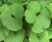Ligularia  Fischers Ragwort,Gom Chwi. Asian Vegetable SEEDS - Caribbean garden seed