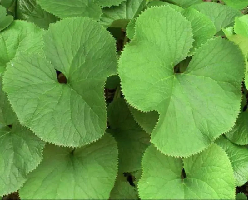 Ligularia  Fischers Ragwort,Gom Chwi. Asian Vegetable SEEDS - Caribbean garden seed