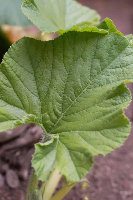 Ligularia  Fischers Ragwort,Gom Chwi. Asian Vegetable SEEDS - Caribbean garden seed