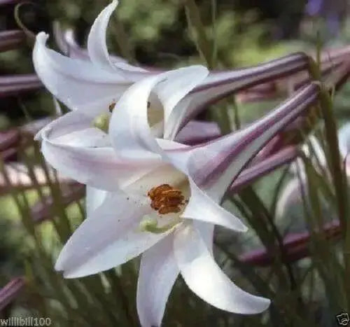 Lilium formosanum var. pricei (10 Seeds) 'Dwarf  Formosa Lily, Perennial ! - Caribbean garden seed