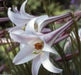 Lilium formosanum var. pricei (10 Seeds) 'Dwarf  Formosa Lily, Perennial ! - Caribbean garden seed
