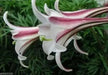 Lilium formosanum var. pricei (10 Seeds) 'Dwarf  Formosa Lily, Perennial ! - Caribbean garden seed