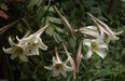 Lilium formosanum var. pricei (10 Seeds) 'Dwarf  Formosa Lily, Perennial ! - Caribbean garden seed