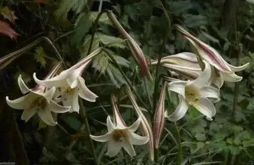 Lilium formosanum var. pricei (10 Seeds) 'Dwarf  Formosa Lily, Perennial ! - Caribbean garden seed